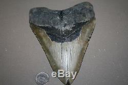 MEGALODON Fossil Giant Shark Teeth All Natural Large 6.27 HUGE BEAUTIFUL TOOTH