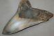 Megalodon Fossil Giant Shark Teeth All Natural Large 6.27 Huge Beautiful Tooth