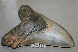 MEGALODON Fossil Giant Shark Teeth All Natural Large 6.27 HUGE BEAUTIFUL TOOTH