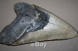 MEGALODON Fossil Giant Shark Teeth All Natural Large 6.27 HUGE BEAUTIFUL TOOTH