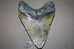MEGALODON Fossil Giant Shark Teeth All Natural Large 6.27 HUGE BEAUTIFUL TOOTH