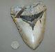 Megalodon Fossil Giant Shark Teeth All Natural Large 6.33 Huge Beautiful Tooth