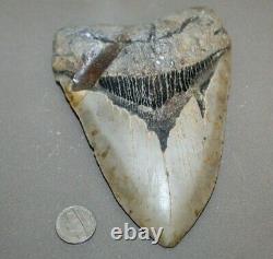 MEGALODON Fossil Giant Shark Teeth All Natural Large 6.33 HUGE BEAUTIFUL TOOTH
