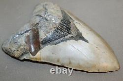 MEGALODON Fossil Giant Shark Teeth All Natural Large 6.33 HUGE BEAUTIFUL TOOTH