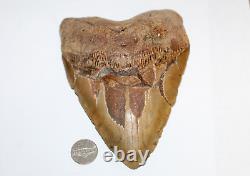 MEGALODON Fossil Giant Shark Teeth All Natural Large 6.37 HUGE BEAUTIFUL TOOTH