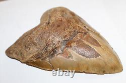 MEGALODON Fossil Giant Shark Teeth All Natural Large 6.37 HUGE BEAUTIFUL TOOTH