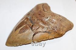 MEGALODON Fossil Giant Shark Teeth All Natural Large 6.37 HUGE BEAUTIFUL TOOTH