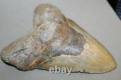MEGALODON Fossil Giant Shark Teeth All Natural Large 6.37 HUGE BEAUTIFUL TOOTH