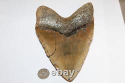 MEGALODON Fossil Giant Shark Teeth All Natural Large 6.37 HUGE BEAUTIFUL TOOTH