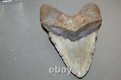 MEGALODON Fossil Giant Shark Teeth All Natural Large 6.37 HUGE BEAUTIFUL TOOTH