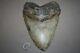 Megalodon Fossil Giant Shark Teeth All Natural Large 6.46 Huge Beautiful Tooth