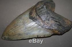 MEGALODON Fossil Giant Shark Teeth All Natural Large 6.46 HUGE BEAUTIFUL TOOTH