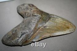 MEGALODON Fossil Giant Shark Teeth All Natural Large 6.48 HUGE BEAUTIFUL TOOTH