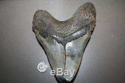 MEGALODON Fossil Giant Shark Teeth All Natural Large 6.48 HUGE BEAUTIFUL TOOTH