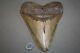 Megalodon Fossil Giant Shark Teeth All Natural Large 6.57 Huge Beautiful Tooth