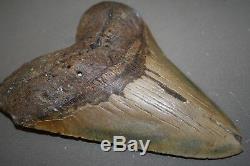 MEGALODON Fossil Giant Shark Teeth All Natural Large 6.57 HUGE BEAUTIFUL TOOTH