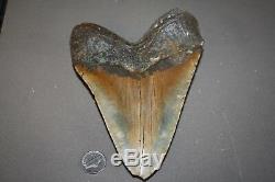 MEGALODON Fossil Giant Shark Teeth All Natural Large 6.57 HUGE BEAUTIFUL TOOTH