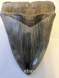 MEGALODON Fossil Giant Shark Teeth Natural4.75 LARGE BEAUTIFUL TOOTH