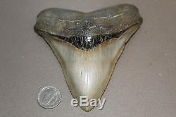 MEGALODON Fossil Giant Shark Teeth Natural Large 4.70 HUGE MUSEUM QUALITY