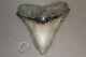 Megalodon Fossil Giant Shark Teeth Natural Large 4.70 Huge Museum Quality