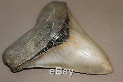 MEGALODON Fossil Giant Shark Teeth Natural Large 4.70 HUGE MUSEUM QUALITY