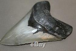 MEGALODON Fossil Giant Shark Teeth Natural Large 4.96 HUGE COMMERCIAL GRADE