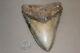 Megalodon Fossil Giant Shark Teeth Natural Large 5.14 Huge Commercial Grade