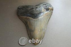 MEGALODON Fossil Giant Shark Teeth Natural Large 5.16 HUGE MUSEUM QUALITY