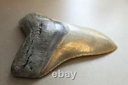 MEGALODON Fossil Giant Shark Teeth Natural Large 5.16 HUGE MUSEUM QUALITY