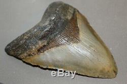MEGALODON Fossil Giant Shark Teeth Natural Large 5.20 HUGE BEAUTIFUL TOOTH