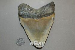MEGALODON Fossil Giant Shark Teeth Natural Large 5.20 HUGE BEAUTIFUL TOOTH
