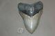 Megalodon Fossil Giant Shark Teeth Natural Large 5.25 Huge Commercial Grade