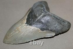 MEGALODON Fossil Giant Shark Teeth Natural Large 5.25 HUGE COMMERCIAL GRADE