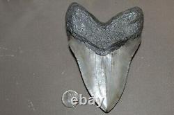 MEGALODON Fossil Giant Shark Teeth Natural Large 5.25 HUGE COMMERCIAL GRADE