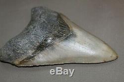 MEGALODON Fossil Giant Shark Teeth Natural Large 5.28 HUGE COMMERCIAL GRADE