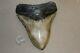 Megalodon Fossil Giant Shark Teeth Natural Large 5.33 Huge Beautiful Tooth