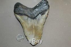MEGALODON Fossil Giant Shark Teeth Natural Large 5.33 HUGE BEAUTIFUL TOOTH