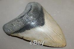 MEGALODON Fossil Giant Shark Teeth Natural Large 5.51 HUGE COMMERCIAL GRADE