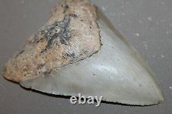 MEGALODON Fossil Giant Shark Teeth Natural Large 5.55 HUGE COMMERCIAL GRADE