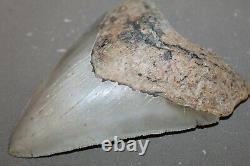 MEGALODON Fossil Giant Shark Teeth Natural Large 5.55 HUGE COMMERCIAL GRADE