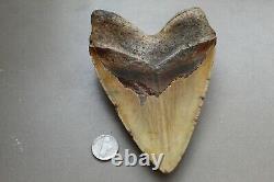 MEGALODON Fossil Giant Shark Teeth Natural Large 5.76 HUGE COMMERCIAL GRADE