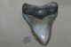 Megalodon Fossil Giant Shark Teeth Natural Large 5.77 Huge Beautiful Tooth