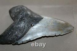 MEGALODON Fossil Giant Shark Teeth Natural Large 5.77 HUGE BEAUTIFUL TOOTH