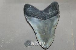 MEGALODON Fossil Giant Shark Teeth Natural Large 5.77 HUGE BEAUTIFUL TOOTH