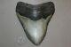 Megalodon Fossil Giant Shark Teeth Natural Large 5.85 Huge Beautiful Tooth