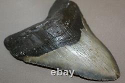 MEGALODON Fossil Giant Shark Teeth Natural Large 5.85 HUGE BEAUTIFUL TOOTH