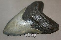 MEGALODON Fossil Giant Shark Teeth Natural Large 5.85 HUGE BEAUTIFUL TOOTH