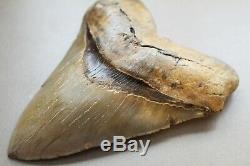 MEGALODON Fossil Giant Shark Teeth Natural Large 5.85 HUGE COMMERCIAL GRADE