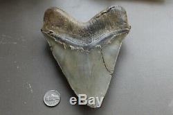 MEGALODON Fossil Giant Shark Teeth Natural Large 5.85 HUGE COMMERCIAL GRADE