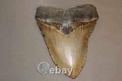 MEGALODON Fossil Giant Shark Teeth Natural Large 5.92 HUGE BEAUTIFUL TOOTH